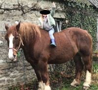 Vente de cheval : TENTUZ DE KERGUELVEZ